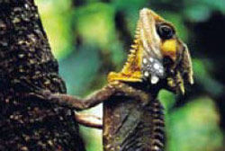 Daintree Cape Tribulation 